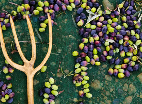 Zeytin Filesi
